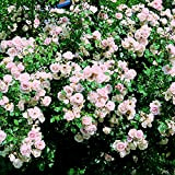 New Dawn, rosa rampicante in vaso di Rose Barni®, pianta rampicante rifiorente a mazzi,h. raggiunta fino a 5 metri, pianta ...