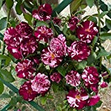 New Imagine®, rosa rampicante in vaso di Rose Barni®, pianta rifiorente Treillage® profumata con fiori a mazzetto di colore viola ...