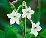 Nicotiana affinis White Tobacco Plant Seeds - 2250 Semi di fiori biologici