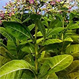 Nicotiana Tabacum Seeds - Smoking Tobacco - Cultivated tobacco 50 Annual Seeds