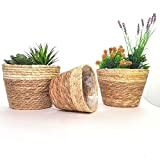 NORBE| Set di 3 Cesto per Fioriera in Rattan Naturale Seagrass, Vasi rotondi in Seagrass Intrecciata per piante e fiori ...