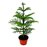 Norfolk tree - Araucaria heterophylla - 15cm pot - about 40-50cm high