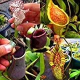 nulala 50 Pz Nepenthes semi di piante, Nepenthes pianta carnivora Mangiare zanzara Insetto Giardino Fiori Bonsai (Semi di Nepenthes a ...