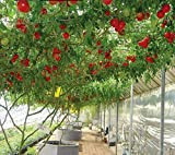 nulala Semi di pomodoro albero italiano, 20pcs Tomato TreeSeeds, pianta in vaso, pianta dell'albero, semi di verdure speciali per abbellire ...