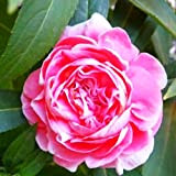 Nuovi Impatiens Camellia Rose Semi di fiori 10+ (Impatiens walleriana) Bonsai Pazzi Semi di altissima qualità per giardino domestico Cortile ...