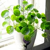 Nuovi semi Pilea semi freschi, piante in vaso di DIY, interno / esterno semi pot - 10 parti / pacchetto, ...