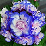 Nuovo blu e rosa Piantare gerani Sementes De Flores Raras doppio Cplor giardino domestiche 50 pz * sacchetto poco costoso ...