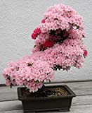Nuovo Bonsai giapponese Sakura Semi 10pcs Cherry Colorful fioritura di piante per la casa e giardino Beautiful Flowers
