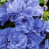 Nuovo Geranio 'Blue Sky Mezzogiorno' Blue perenni Fiori 10+ Seeds