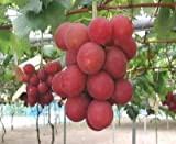 Nuovo! -Top 10 lusso raro grapes- uve autentico Rubino romani 5 semi stratificati