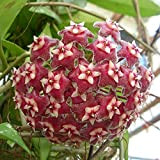 Oce180anYLVUK 100 pezzi semi di Hoya pubicalyx vitali piantine di fiori in porcellana aromatica fresca facili da piantare per il ...
