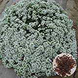 Oce180anYLVUK Semi di alyssum, 500 pezzi/borsa semi di alyssum piantine di piante floreali perenni fiorite e profumate Seed