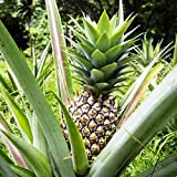 Oce180anYLVUK Semi di ananas, 20 pezzi/borsa Semi di ananas Juicy Non-OGM Ananas perenne Comosus Piantine di frutta per fattoria Ananas ...