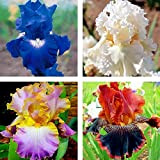 Oce180anYLVUK Semi di iris germanica, 50 pezzi/borsa semi di iris germanica semi di fiori perenni vitali per balcone Iris Germanica ...
