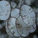 Oce180anYLVUK Semi di Lunaria Annua,20Pcs Semi di Lunaria Annua Piantine da giardino fiorite ornamentali ad alta germinazione per cortile Seed