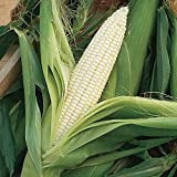 Oce180anYLVUK semi di mais,200 pezzi/borsa semi di mais dolci ricchi di vitamine semi di cereali bianchi non OGM per la ...