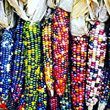 Oce180anYLVUK Semi di mais, 40 pezzi/borsa Semi di mais frutta semi di mais multicolore commestibili per fattoria Corn Seeds