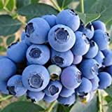 Oce180anYLVUK Semi di mirtillo, 30 pezzi/borsa Semi di mirtillo Clima temperato Tolleranza alla siccità Blu scuro Eccellente produzione di semi ...