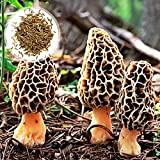 Oce180anYLVUK Semi di Morchella di funghi, 2000Pcs / Bag Semi di Morchella di funghi Non OGM Deliziosi semi di ortaggi ...