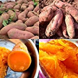 Oce180anYLVUK Semi di patata dolce, 50 pezzi/borsa Semi di patata dolce rinfrescante Patata Semi di ortaggi facili da coltivare per ...