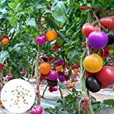Oce180anYLVUK semi di pomodoro, 100 pezzi/sacchetto semi insalate di frutta resistenti alla siccità semi da giardino non OGM per giardino ...