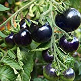 Oce180anYLVUK Semi di pomodoro, 50 pezzi/borsa semi di pomodoro semi di ortaggi viventi commestibili per cortile Purple Tomato Seeds