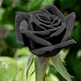 Oce180anYLVUK Semi di rosa, 20 pezzi/borsa Semi di rosa Tollerante alla siccità Fiore raro Piante fiorite nere Piantine da giardino ...