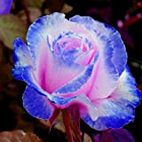 Oce180anYLVUK Semi di rosa, 30 pezzi/borsa Semi di rosa Piante rare profumate Semi di piante da tavolo con fiore blu-rosa ...