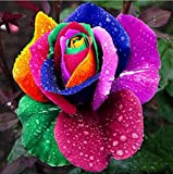 Oce180anYLVUK Semi di rosa arcobaleno, 100 pezzi/borsa Semi di rosa arcobaleno Non-OGM Aromatico Annuale Piantine di fiori da giardinaggio per ...