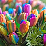 Oce180anYLVUK Semi di tulipano, 1 sacchetto di semi di tulipano Semi di fiori colorati prolifici piccoli non OGM per giardino ...