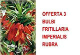 OFFERTA 3 BULBI FRITILLARIA IMPERIALIS RUBRA BULBO BULBS BULBES