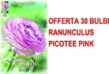 OFFERTA 30 BULBI AUTUNNALI RANUNCOLO PICOTEE ROSA BULBS RANUNCOLI