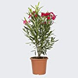 Oleandro a cespuglio"Nerium Oleander" pianta in vaso ø19 cm COLORI CASUALI