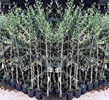 Olivi Coratina Pianta da frutto vaso da 20, 15×15 cm altezza 150 cm 3 anni