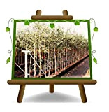 Olivi Frantoio - Pianta da frutto - albero max 160 cm - 3 anni