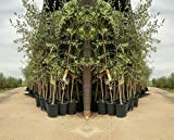 Olivi Leccino - Pianta da frutto su vaso da 20 albero altezza max 150 cm - 2 anni