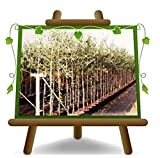 Olivo Leccio del Corno - Pianta da frutto - albero max 160 cm - 3 anni