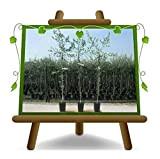 Olivo Pendolino - Pianta da frutto - albero max 160 cm - 3 anni