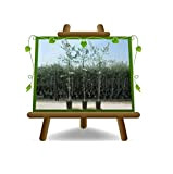 Olivo Taggiasca - Pianta da frutto - albero max 170 cm - 3 anni