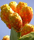 Opuntia di fico d'India Frutta tonno Sabra Nopal Paddle Cactus Seeds 25 PCS