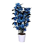 Orchidea da Botanicly – Orchidacee bambù blu – Altezza: 50 cm, 2 germogli – Dendrobium Nobile Royal Blue