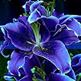 Ottimi fiori ornamentali,I gigli hanno una fragranza affascinante,Adattabile,Bulbi Lilium,Specie Rare,Esotico,Fiori da interni ideali
