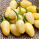 Pacchetto di 100 semi, Bianco Habanero Pepper Seeds (Capsicum chinense)