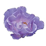Pacific Dream®, rosaio vivo Rose Barni®, rosa blu in vaso, pianta folta e compatta, habitus compatto, adatta alla coltivazione in ...