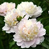 Paeonia x lactiflora"Shirley Temple" (Peonia) [Vaso Ø17cm]