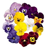 Pansy Semi di fiori 30+ Biologico Facile da coltivare Viola Johnny Salta Viola Tricolore Colori misti Pianta per giardino domestico ...