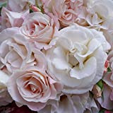 Papa Francesco®, rosa rampicante in vaso di Rose Barni®, pianta di rosa rampicante rifiorente a mazzi, altezza raggiunta fino a ...
