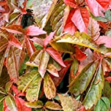 Parthenocissus Quinquefolia - La vite americana 50-60 cm pianta contenitore