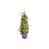 Passiflora pianta frutto della Passione rampicante perenne vaso 18 70 cm