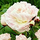 Peonia 1x Rizoma Peonia fiore Pianta giardino Pianta vera peonia Piante e fiori veri Paeonia Shirley Temple